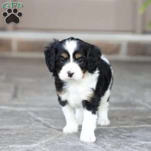 Laiken, Cavapoo Puppy